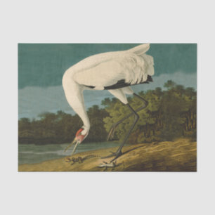 Whooping Crane Audubon Bird Painting Tissue Paper