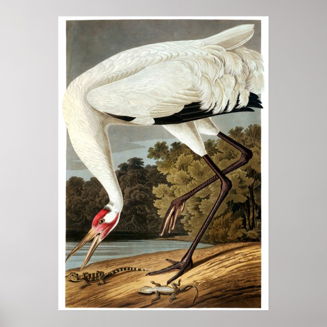 Whooping Crane by John James Audubon Poster (Front)