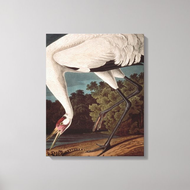 Whooping Crane, from 'Birds of America' Canvas Print (Front)