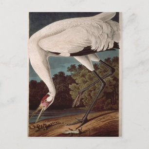 Whooping Crane, from 'Birds of America' Postcard