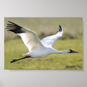 Whooping Crane (Grus americana) Poster