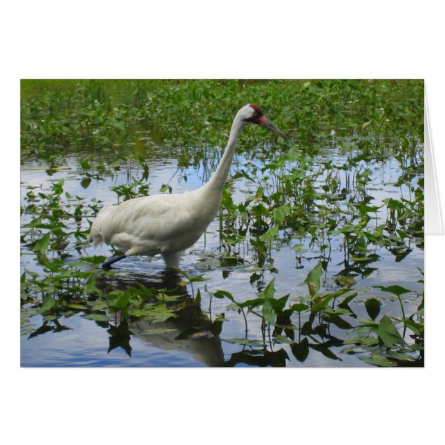 Whooping Crane Hunting (Front Horizontal)