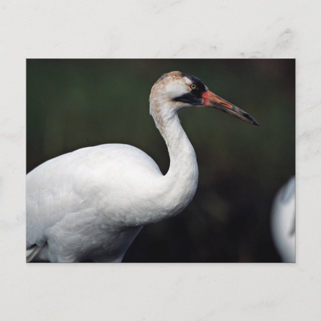 Whooping Crane Postcard (Front)