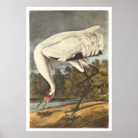 Whooping Crane