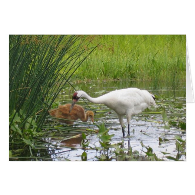 Whooping Cranes (Front Horizontal)