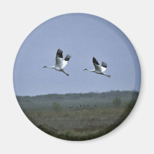 Whooping Cranes at Aransas National Wildlife Refug Magnet