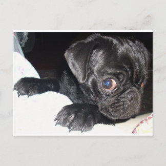 Who're you looking at? postcard