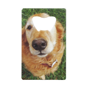 Who's a Good Boy
