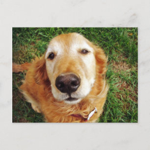 Who's a Good Boy? Postcard