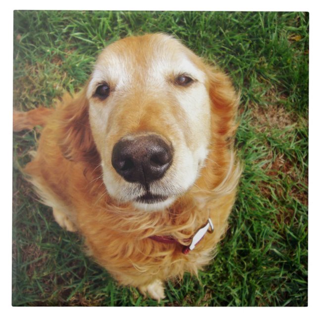 Who's a Good Boy? Tile (Front)