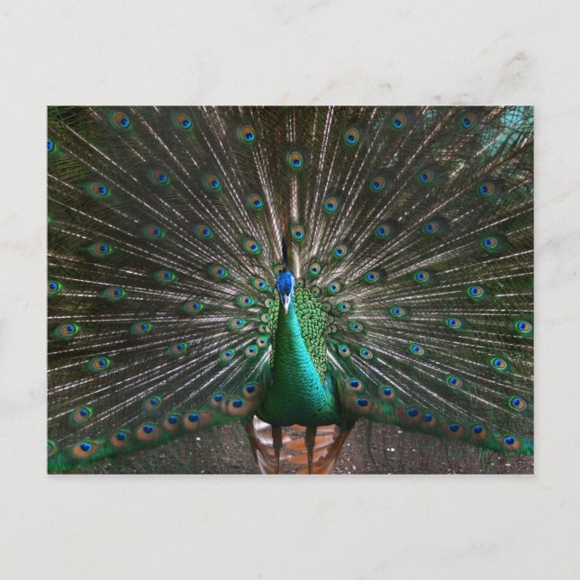 Who's a pretty boy postcard (Front)