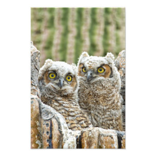 Who's there, Pair of Owl's Photo Print