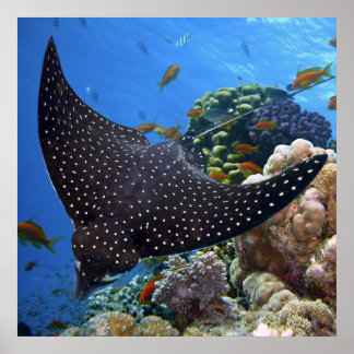 Who's Who On The Coral Reef – Spotted Ray Poster