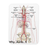 WHY..Aorta..!! Aortic Anatomy