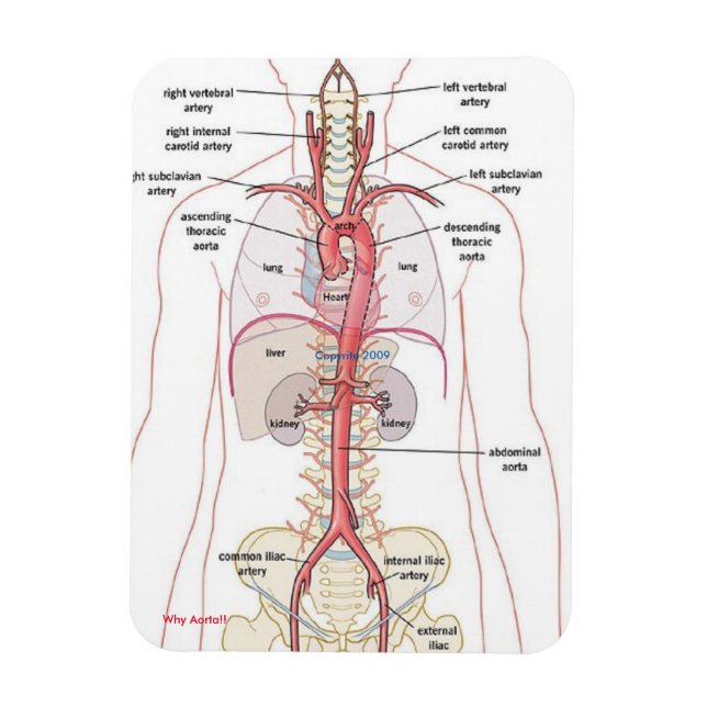 WHY AORTA!!  Magnets (Vertical)