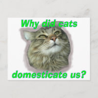 Why did cats domesticate us?
