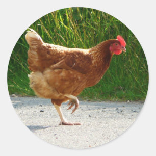 Why did the Chicken Cross the Road? Classic Round Sticker