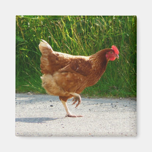 Why did the Chicken Cross the Road? Magnet (Front)