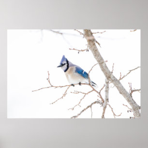 Wichita County, Texas. Blue Jay5 Poster