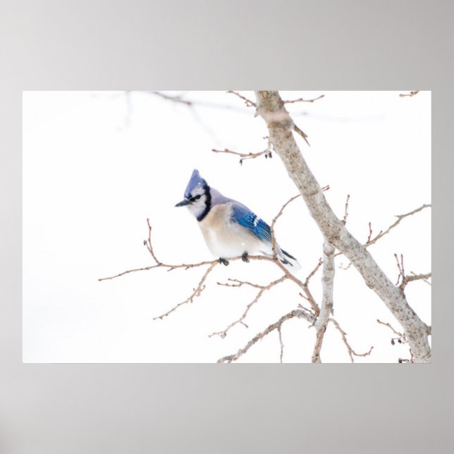 Wichita County, Texas. Blue Jay Poster (Front)