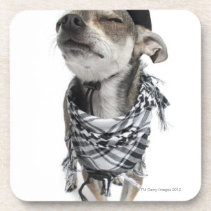 Wide-angle of a Chihuahua with his eyes closed Coaster