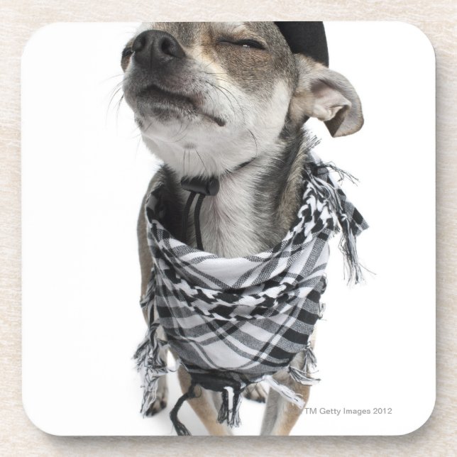 Wide-angle of a Chihuahua with his eyes closed Coaster (Front)