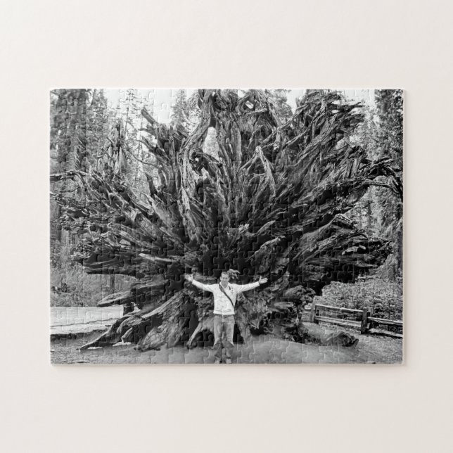 Wide Angle Sequioa Tree Trunk - 11x14 - 252 pcs. Jigsaw Puzzle (Horizontal)