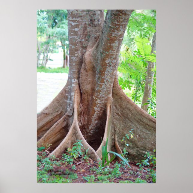 Wide tree roots Florida tree Poster (Front)