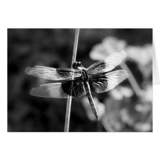 Widow Skimmer Dragonfly Black & White Photography (Front Horizontal)