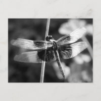 Widow Skimmer Dragonfly Black & White Photography