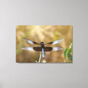 Widow Skimmer male Canvas Print