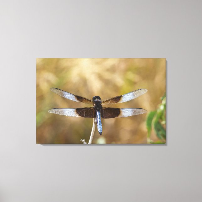 Widow Skimmer male Canvas Print (Front)