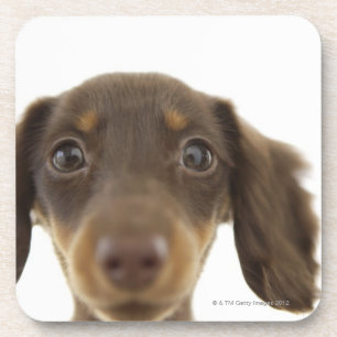 Wiener Dog (brown) 2 Coaster