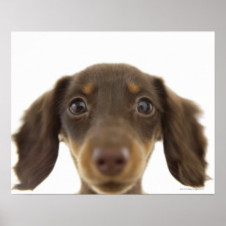 Wiener Dog (brown) 2 Poster