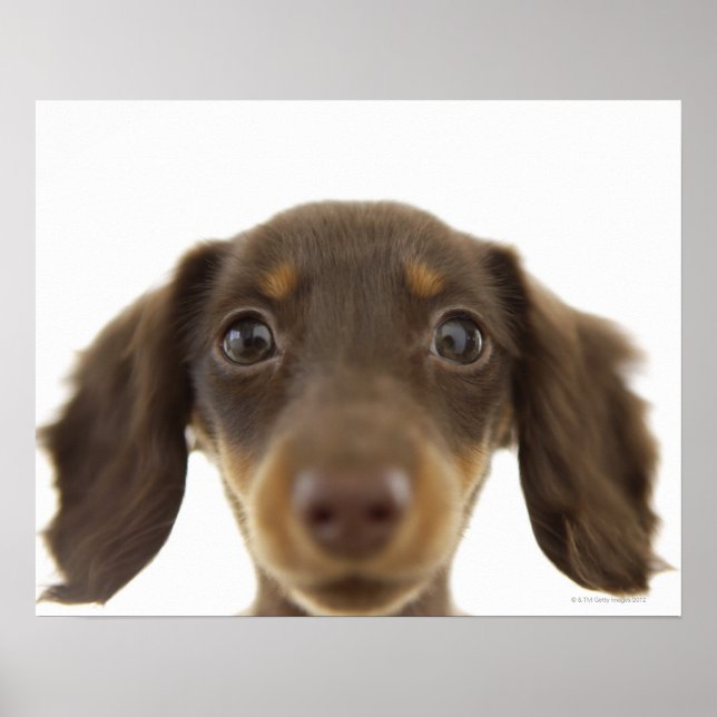 Wiener Dog (brown) 2 Poster (Front)