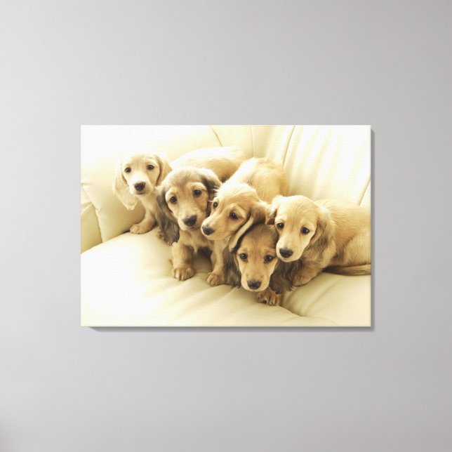 Wiener puppies canvas print (Front)