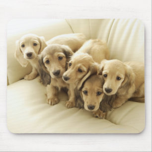 Wiener puppies mouse pad