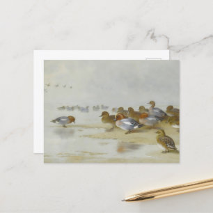 Wigeon and Teal by the water's edge, Art Postcard
