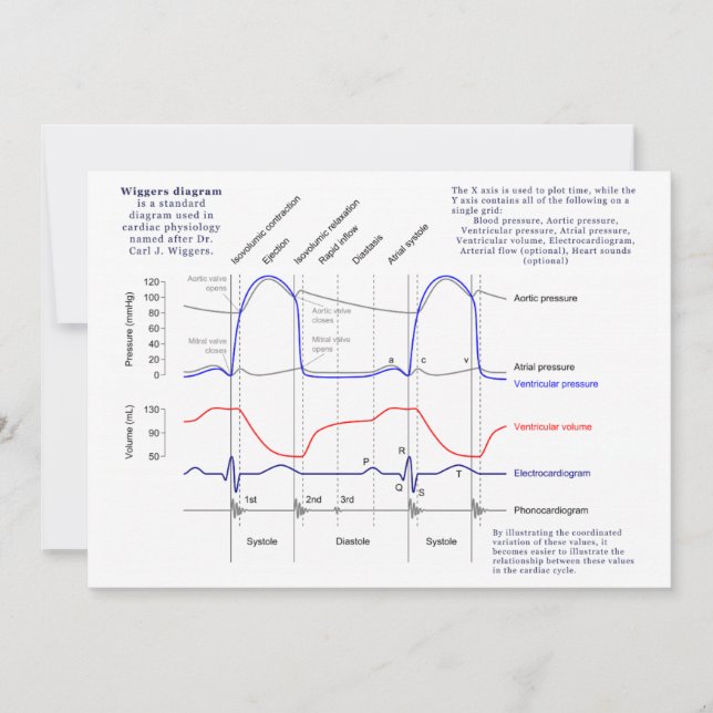 Wiggers Diagram (Front)