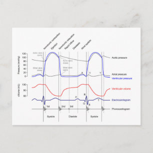 Wiggers Diagram cardiaccycle events left ventricle Postcard