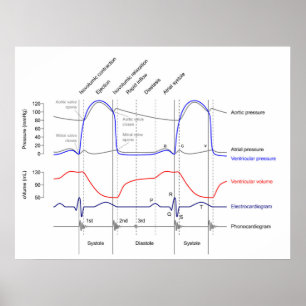 Wiggers Diagram cardiaccycle events left ventricle Poster