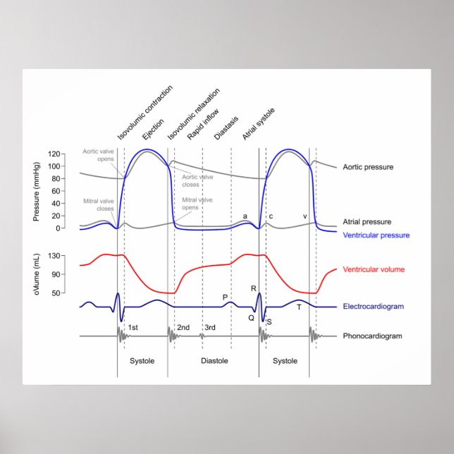 Wiggers Diagram cardiaccycle events left ventricle Poster (Front)