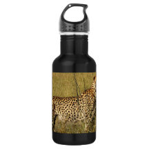 Wild African Cheetah in Savannah Grasses