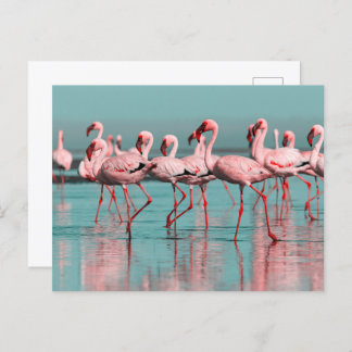 Wild African flamingos Postcard