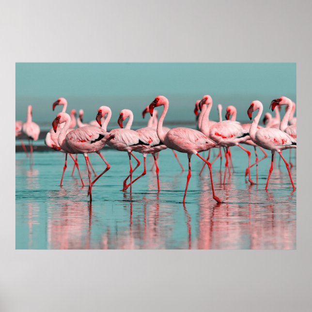 Wild African flamingos Poster (Front)