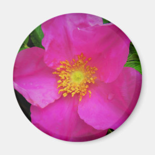 Wild Alberta Rose Canada Bright Pink Flower Magnet