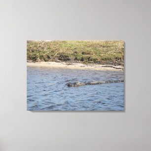 Wild Alligator at Riverbank – Florida Wildlife Canvas Print