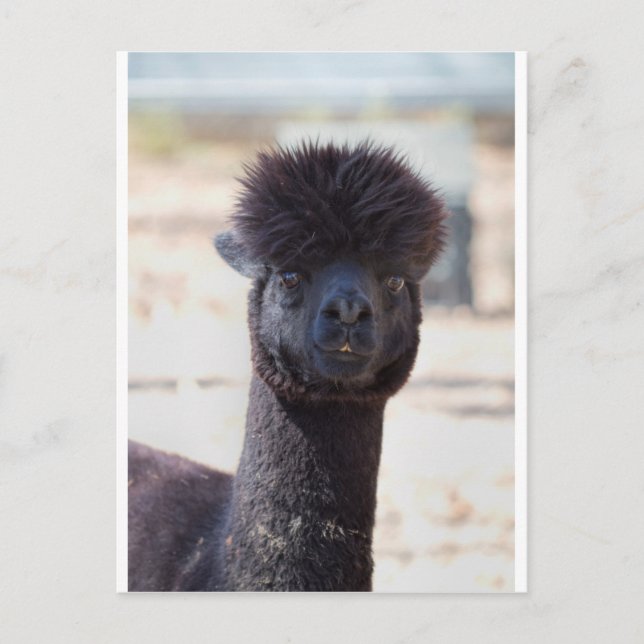 Wild and Crazy Alpaca Hair Style Postcard (Front)