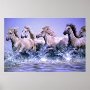 Wild and free, Camargue Horses Poster