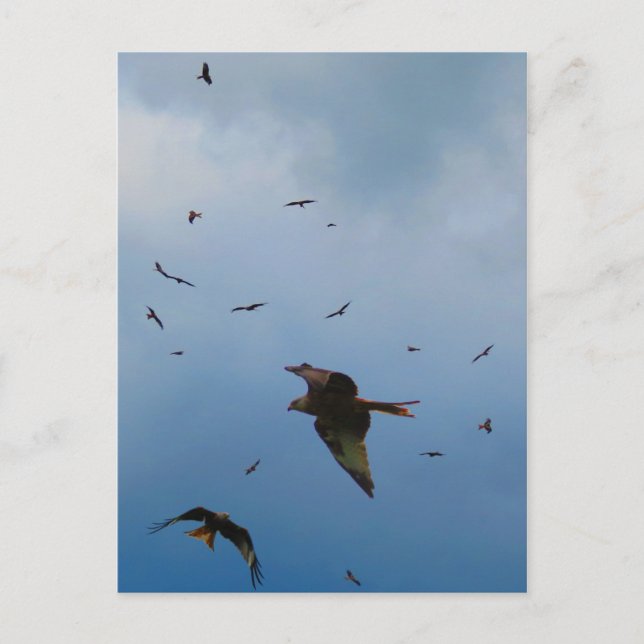 WILD AND FREE POSTCARD (Front)
